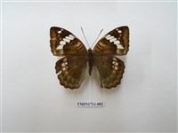 藏品(甲仙翠蛺蝶)的圖片